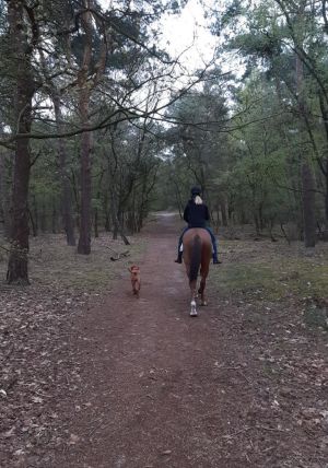 Die Begleiter: Mit Pferd und Hund dabei kann nichts schiefgehen. Foto: privat