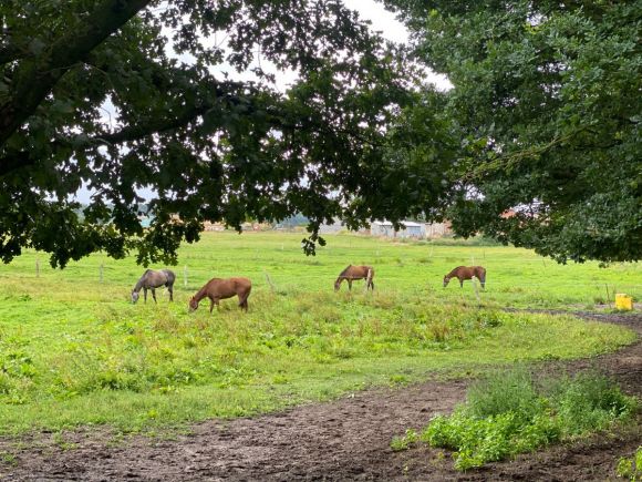 Natur pur: Pferde auf der Koppel im Rennstall Schleusner. Foto: Frauke Delius