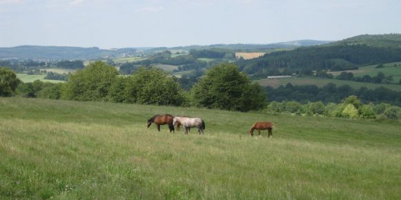 Mutterstuten auf der Koppel. Foto: Gestüt Ohlerweiherhof