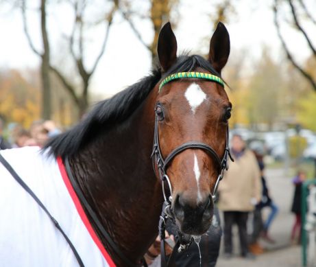 Proudly presents: Iquitos (Adlerflug) ist jetzt dreimaliger Gr. I-Sieger und gewinnt auch die German Racing Championsleague erneut. Foto: Dr. Jens Fuchs