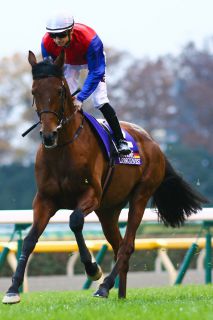 Kam als guter Sechster ins Ziel: Ivanhowe mit Filip Minarik beim Aufgalopp zum Japan Cup 2014. www.galoppfoto.de - Yasuo Ito