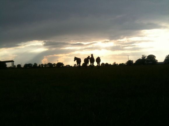 Jährlinge in der Abendstimmung in Itlingen. www.stauffenberg.com