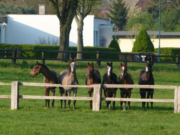 Genießen die Frühjahrssonne in der Magdeburger Börde: Jährlingsstuten im Gestüt Helenenhof. Foto: Gestüt Helenenhof