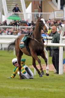 Die Tragik des Cheltenham Gold Cup-Siegers im letzten Jahr in Aintree: Schon auf dem Weg zum Start verlor Synchronised seinen Reiter A P McCoy, am Becher's Brock fiel Synchronised zusammen mit einem anderen Pferd ... diesen Sturz überstand er noch unverletzt, aber reiterlos verletzte er sich dann bei einem späteren Sprung so schwer, dass keine Rettung mehr möglich war. Foto: John James Clark