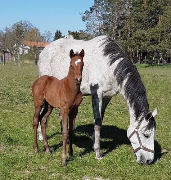 Vater und Töchter: Farbe und Abzeichen hat sie schon mal vom Vater - schreibt der stolze Züchter Falk Lutz zur gut gelungenen Amaron-Tochter seiner Joy to The World (Electric Beat). Vielleicht kommt ja auch das Rennvermögen nach dem Vater - Foto: privat