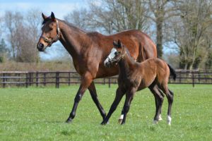 Das Schweizer Lumiere Breeding Syndicate freut sich über den in Frankreich geborenen Nachwuchs von Jukebox Jury