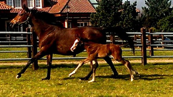 Der Nachwuchs auf der Koppel: Das Stutfohlen von Jukebox Jury aus der Galileo-Stute All an Star im Alter von vier Tagen. Foto: Courtesy by Gestüt Höny-Hof