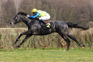 Nuntius in Hoppegarten galoppfoto.de