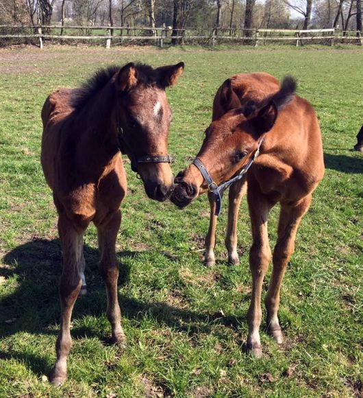 Wollen wir spielen?: Erste zarte Bande knüpfen hier die beiden Flamingo Fantasy-Nachkommen Agathe Christie (a.d. Alpha) und Amigo Charly (a.d. Amelie Beat) in der Fohlenherde des Gestüts Trona - Foto: privat