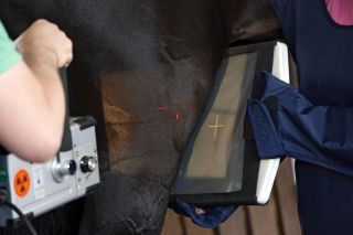 Gerade beim Kauf eines Pferdes auf den Auktionen wird gründlich nachgeschaut: Das Knie eines Pferdes wird geröntgt. www.galoppfoto.de - Frank Sorge