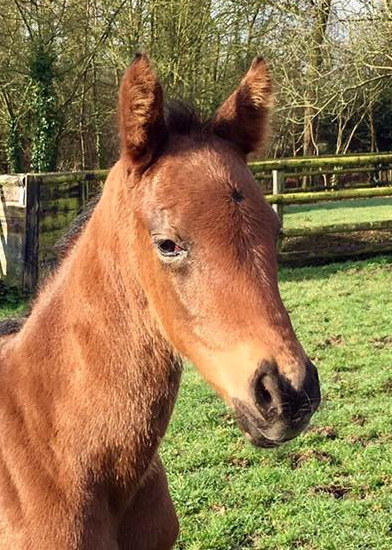 Hallo Welt, hier bin ich: Der erste Weideausflug von Great Pretender (Reliable Man - La Salvita v. Big Shuffle), der am 10.3. im Haras d&amp;#039;Ombreville zur Welt kam. Als Züchter zeichnet Taxi4Horses.com Foto: privat