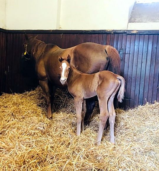 Eine schnelle Mutter: aus altem Fährhofer Stamm in La Salvita (Big Shuffle) und ein hocherfolgreicher Globetrotter als Vater in Highland Reel - das ist das Rezept für das in Frankreich von Familie Schmidt/taxi4horses gezogene Stutfohlen - Foto: privat