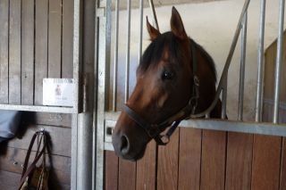 Geht mit der Nummer 1 ins Derby: Der Sieger des Mehl-Mülhens-Rennen, Lucky Lion - hier in seiner Box im Rennstall von Andreas Löwe. www.dequia.de