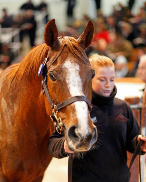 Mutter des neuen Shadwell-Stallions Mukhadram (Shamardal)