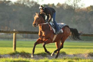 Majestic Colt