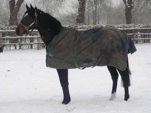 Mamool auf der winterlichen Koppel in Römerhof. Foto: privat