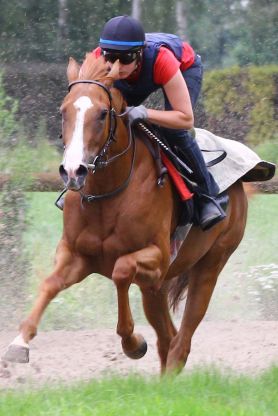 Im Hallenser BBAG-Auktionsrennen favorisiert: Maricel beim Training in Ravensberg. www.rennstall-woehler.de - Susanne Wöhler