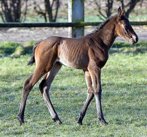 Eine Woche alt: ist diese Protectionist-Tochter der Matchday (v. Acclamation) und schon fleißig unterwegs, ihre Welt auf den Weiden des Gestüts Römerhof zu erkunden. Züchter der kleinen Lady ist Gudrun Corzilius - Foto: privat