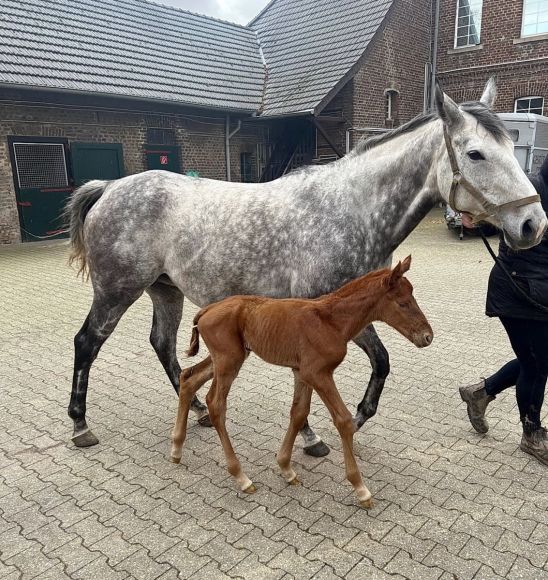 Das erste Fohlen: für die Mastercraftsman-Tochter Meadowsweet wurde im Gestüt Erftmühle geboren und stammt von Sea The Moon. Als Züchter des Hengstfohlens zeichnet die TINK GmbH - Foto: privat