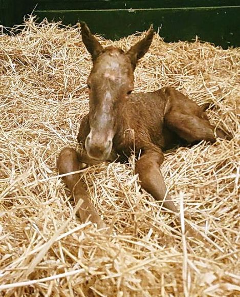 Ein Görlsdorfer aus Irland: ist dieser kleine Fuchshengst, ein Sohn der Gr.II-Siegerin Meergörl (Adlerflug). Der Vater ist kein Geringerer als Sea The Stars - Foto: privat