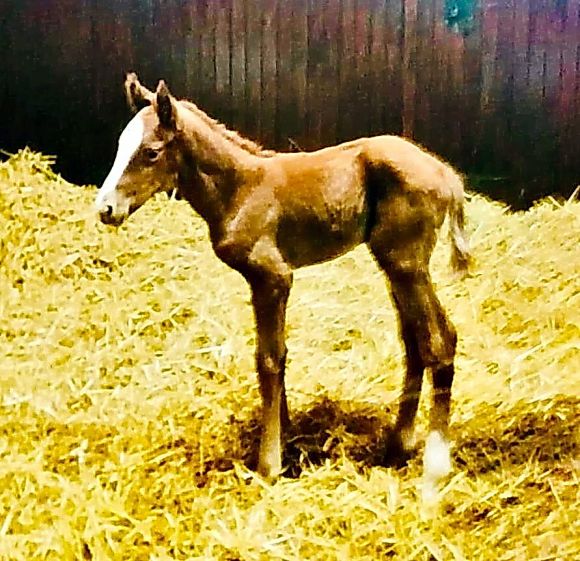 Fohlensaison eröffnet: Der erste Nachwuchs für Taxi4Horses wurde in Haras de Rabodanges geboren, ein optisch sehr vom Vater Adlerflug geprägtes Hengstfohlen der Areion-Stute Meerschweinchen - Foto: privat