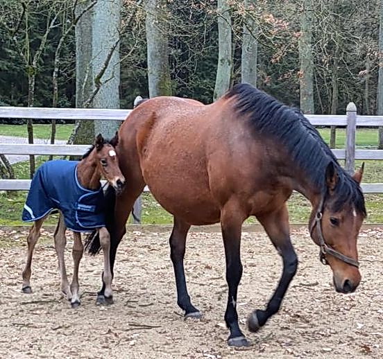 Der dritte Hengst...: für das Gestüt Brümmerhof diese Woche hält sich hier warm angezogen noch etwas schüchtern bei Mama Mill Marin (Pivotal). Der Vater des jungen Hoffnunsträgers ist Gleneagles - Foto: privat