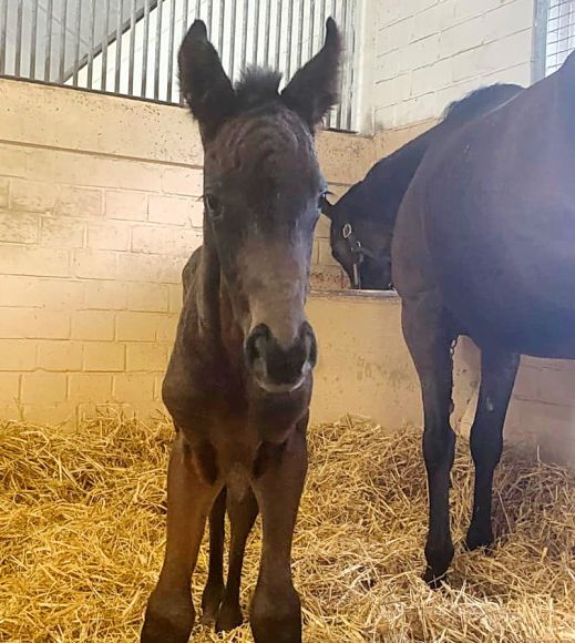 Eine kleine Kopie: seines Vaters Cloth Of Stars ist dieser junge Hengst, der am 9.2. bei recht stürmischem Wetter im Gestüt Brümmerhof zur Welt kam. Die Mutter ist die Iffraaj-Stute Mukaabra - Foto: privat