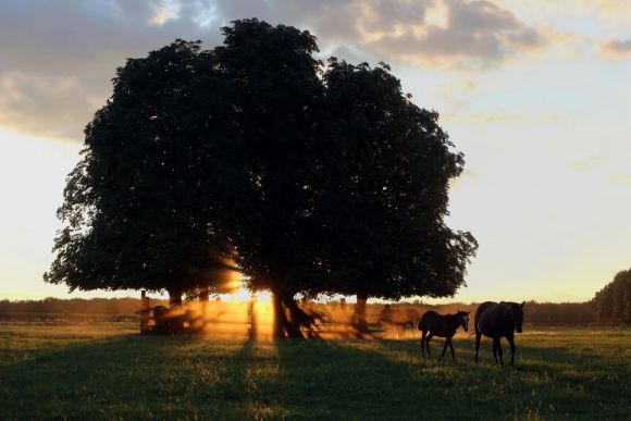 Abendstimmung: Mütter mit ihren Fohlen im Gestüt Westerberg. www.galoppfoto.de - Frank Sorge