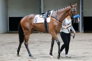 Eine von zwei Stuten, die sich im "Die Schöne Münchnerin"-Rennen um den Sieg bewerben: Night Fever aus dem Stall von Henk Grewe - hier vor ihrem Lebensdebüt in Düsseldorf, wo sie auf dem 2. Platz landete. Foto: Dr. Jens Fuchs