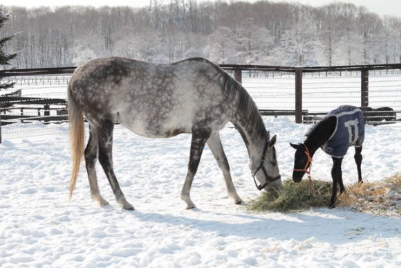 Die zweimalige Gr. I-Siegerin Night Magic mit ihrem Deep Impact-Fohlen in Japan. Foto: courtesy by http://shadaifarm.jp