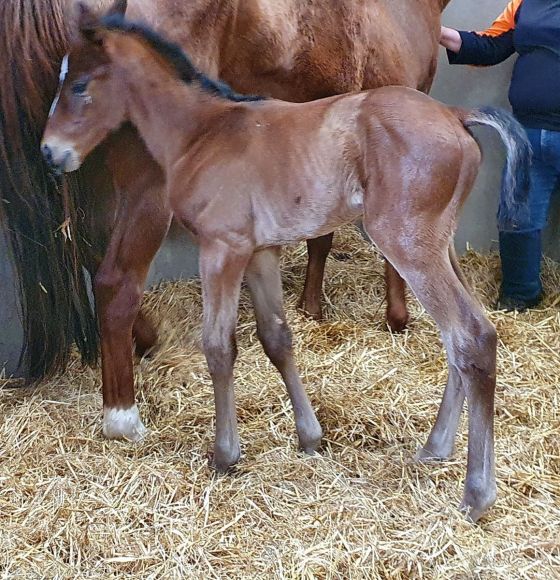 Galopperin des Jahres x doppelter Derbysieger: A hell of a good foal...- so lautet der begeisterte Kommentar von Joe Hernon vom Castlehyde Stud zu dem Camelot-Stutfohlen der Nightflower (Dylan Thomas). Die nächste Galopperin des Jahres für das Ehepaar Imm? - Foto: privat