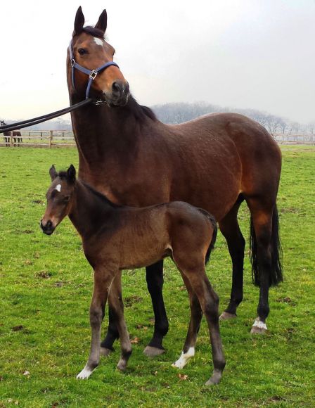 Das erste Scalo-Stutfohlen im Gestüt Hof Ittlingen mit seiner Mutter  All About Love. Foto: privat