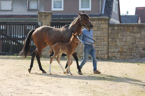 Erster Spaziergang durch das Gestüt Harzburg: Stutfohlen von Kamsin aus der At First Sight für die Züchter Frauke und Peter von Loh. Foto: privat