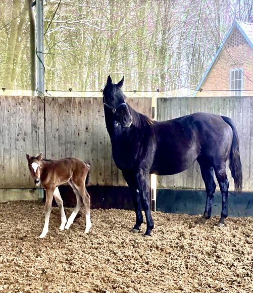 In der Lüneburger Heide: im Gestüt Söderhof kam diese Hengstfohlen der Sea The Stars-Tochter Northern Fairy zur Welt. Der Vater ist Best Solution, als Züchter zeichnet Taxi4horses.com - Foto:privat