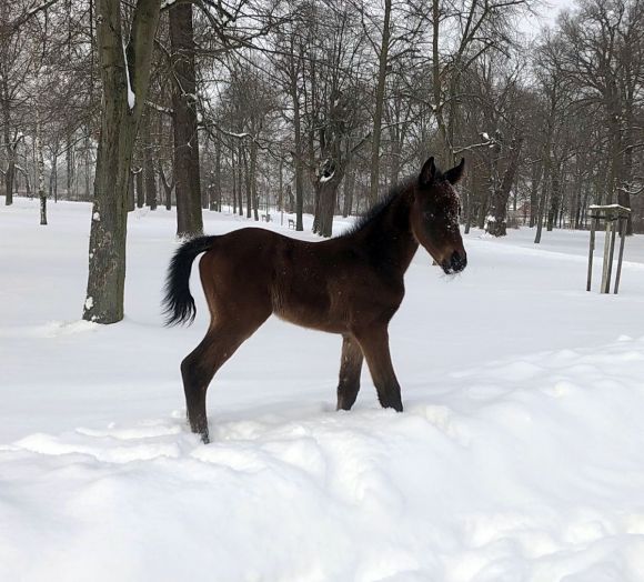 Schneemädchen: Spielen im Schnee scheint auch bei Pferdekindern angesagt zu sein - hier demonstriert durch die Tai Chi-Tochter der Pakdasht  (Medicean) für Züchter Lars Haase - Foto: privat