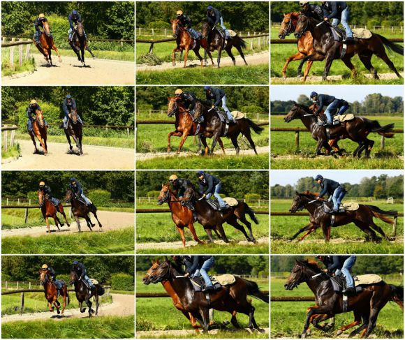 Pferde im Gleichschritt: Karpino (rechts bzw. vorne) und Incantator. Foto: Susanne Wöhler - www.rennstall-woehler.de
