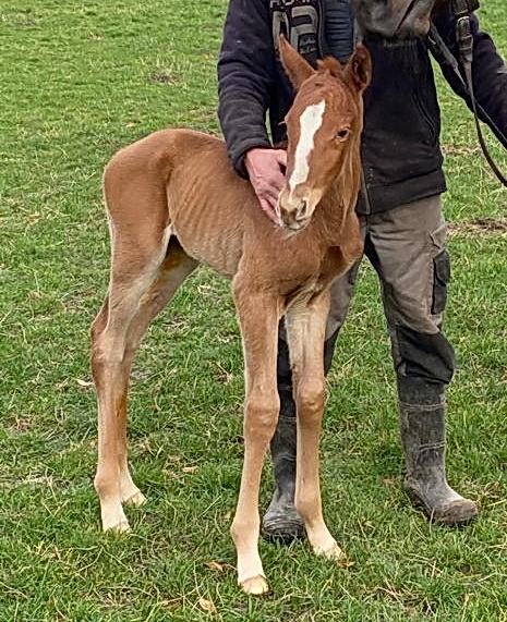 Peminas Erster....: Den Frankel-Sohn Cracksman zum Vater hat das erste Fohlen der guten Rennstute Pemina (Soldier Hollow). Als Züchter des jungen Hengstes zeichnen David u. Hans-Peter Schön - Foto: privat