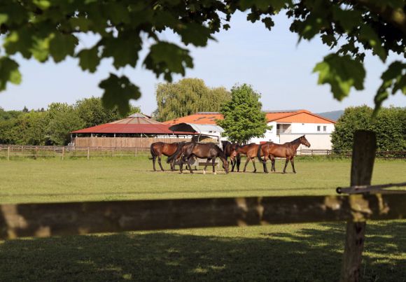 Pferde auf den Koppeln des Gestüts Karlshof. www.galoppfoto.de - Frank Sorge