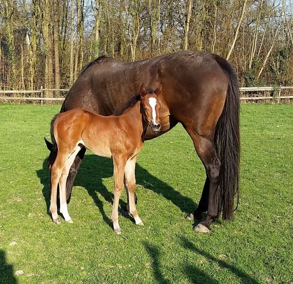 Mit geschlossenen Augen: ...genießt hier die Wiesenpfad-Tochter der Pongal (v. Ransom O`War) entspannt die Frühjahrssonne. Züchter der jungen Lady ist Dirk von Mitzlaff Foto: privat