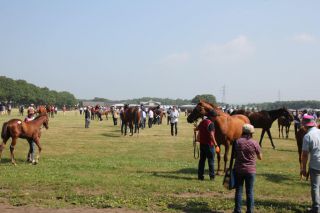 Select Sale der Japan Racing Horse Association im Northern Horse Park:: Ungewöhnliche Präsentation der Fohlen mit ihren Mutterstuten