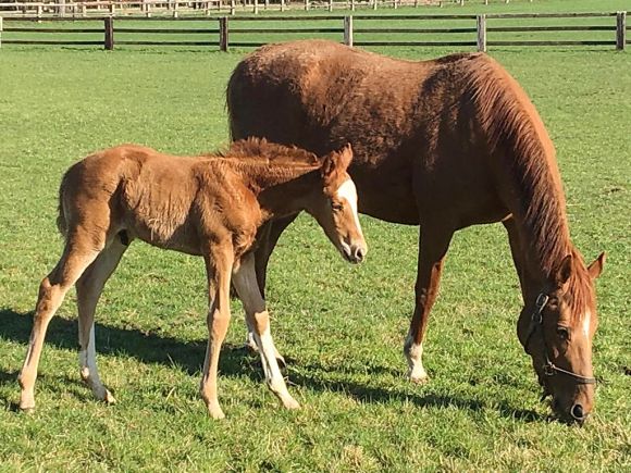 Sonnenanbeter: Die langersehnte Frühjahrssonne genießen hier Princess Lala (Royal Dragon) und ihr diesjähriges Nathaniel-Hengstfohlen bevor sich beide auf den Weg nach Newmarket zu einem Date mit Cracksman machen - Foto: privat.