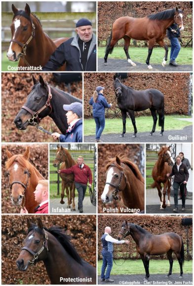 Die Hengste mit Black-Type Nachwuchs: Counterattack, Guiliani, Isfahan, Polish Vulcano und Protectionist haben allesamt schon Gruppensieger auf der Rennbahn. ©galoppfoto - Jimmy Clark, Sandra Scherning/Dr. Jens Fuchs