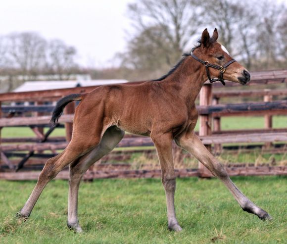 Ein tolles Modell: ist die kleine Halbschwester des Deckhengstes Ross. Das Iffraaj-Stutfohlen der Ronja (El Corredor) ist auf dem Foto 36 h alt und kam für Züchter Till Grewe in Irland zur Welt - Foto: Petra Mikeskova