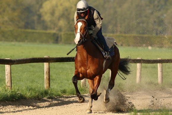 Die Nummer 1: Royal Youmzain mit Eduardo Pedroza beim Training in Ravensberg. www.rennstall-woehler.de - Susanne Wöhler