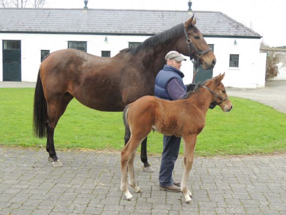 Zwei Black Type-Sieger hat sie schon auf der Bahn: Gestüt Bonas Saldentigerin mit ihrem neun Tage alten Hengstfohlen von Sea the Stars. Foto: Gilltown Stud (privat)