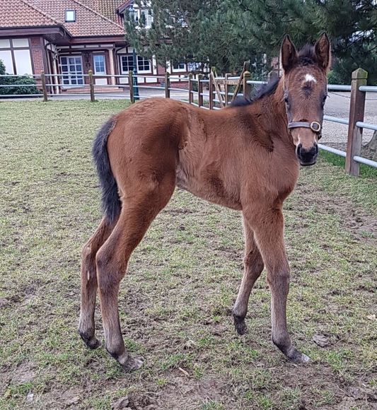 Dramatisch: verlief die Zeit vor der Geburt dieser kleinen Make Believe-Tochter, da die Mutter Salve Estelle (Dansili) zwei Wochen vor der Geburt kolikoperiert werden musste. Aber jetzt sind beide glücklicherweise wohlauf - Foto: privat