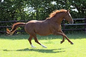 Samum im Galopp auf der Koppel. www.galoppfoto.de - Frank Sorge