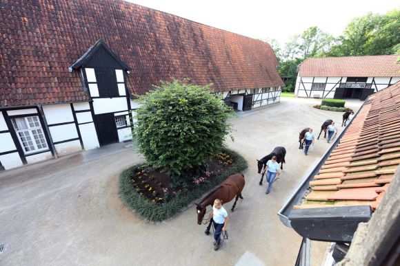 Jährlingsvorbereitung auf de Schlossgut Itlingen.: www.galoppfoto.de - Frank Sorge