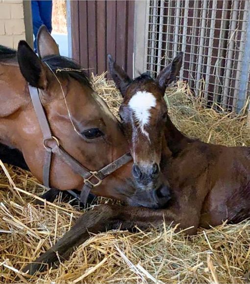 Fast fertig: mit der Fohlensaison ist man auf dem Brümmerhof, wo als vorletztes Fohlen eine anscheinend sehr verliebte Secretina (Galileo) ihr Stutfohlen von Wootton Bassett begrüßen durfte - Foto: privat