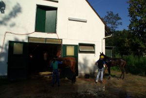 Die Pferde werden nach der Arbeit abgespritzt. www.dequia.de